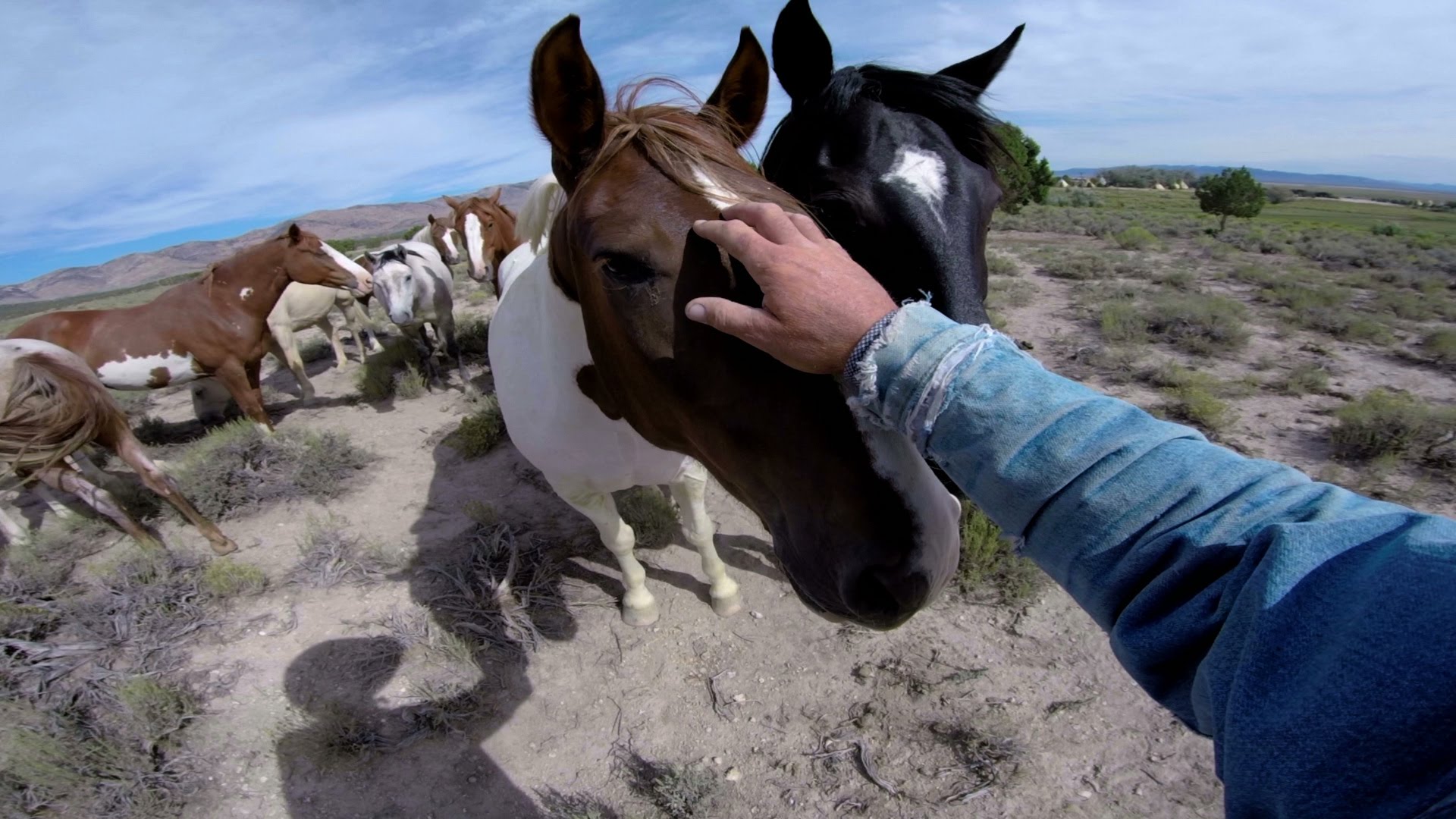 Horse cam. Девушка на диком мустанге.